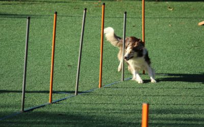 Guiding Hierarchical Companies to Embrace Agility